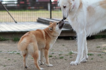 続・週末のワンコ♪