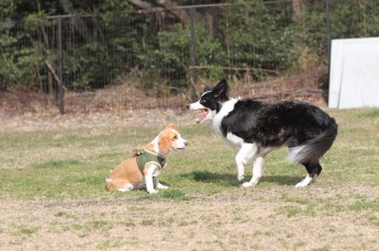 続・週末のワンコ♪