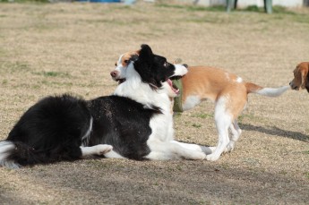 続・週末のワンコ♪