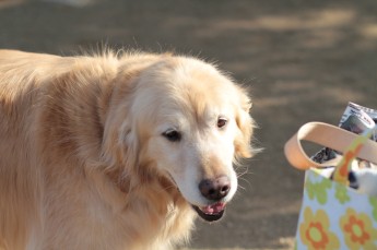 ハナセヨ・・・