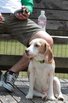 犬種別サービスデー♪