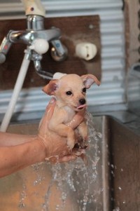 里親募集♪ 2013/07/26 22:47:08