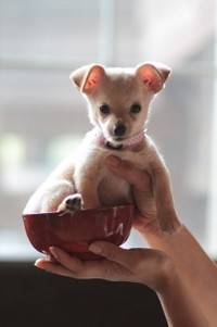 新しい家族を募集中♪