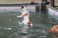 滑る犬。。。 2013/08/19 11:08:10