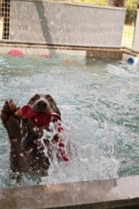決して溺れている訳では。。 2013/08/22 14:00:18