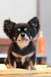 保護犬ふく♪
