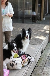 平日のワンコ♪ 2013/09/23 16:59:44