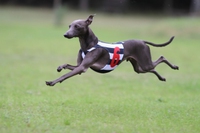 飛行犬撮影会♪