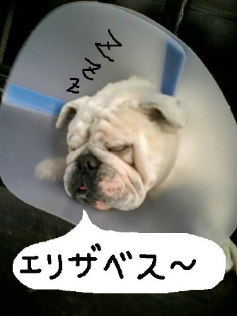 本日は。