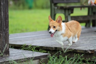 くわええてるのは？
