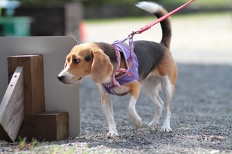 くわええてるのは？