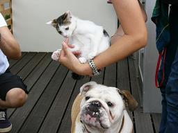猫の譲渡会♪