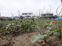 植物がイキイキする季節！ 2013/05/13 19:28:15