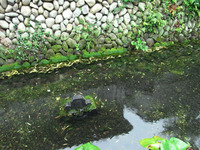 清水家庭園