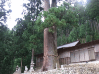 須佐之男神社の綾杉　