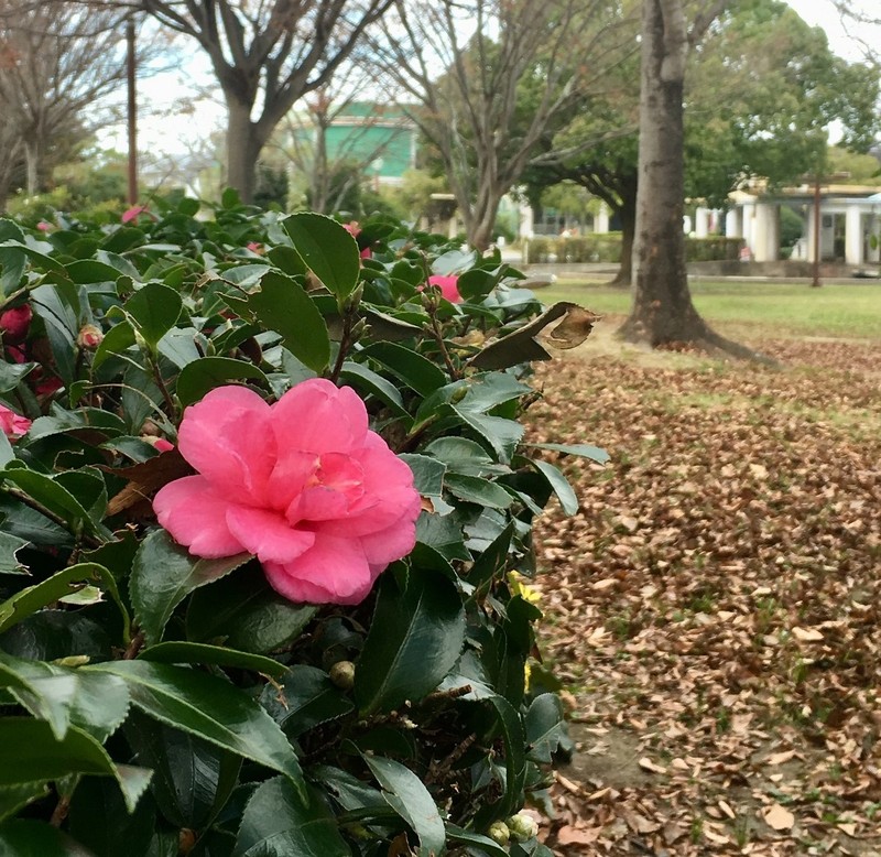 ◆寒椿が咲き始めました◆