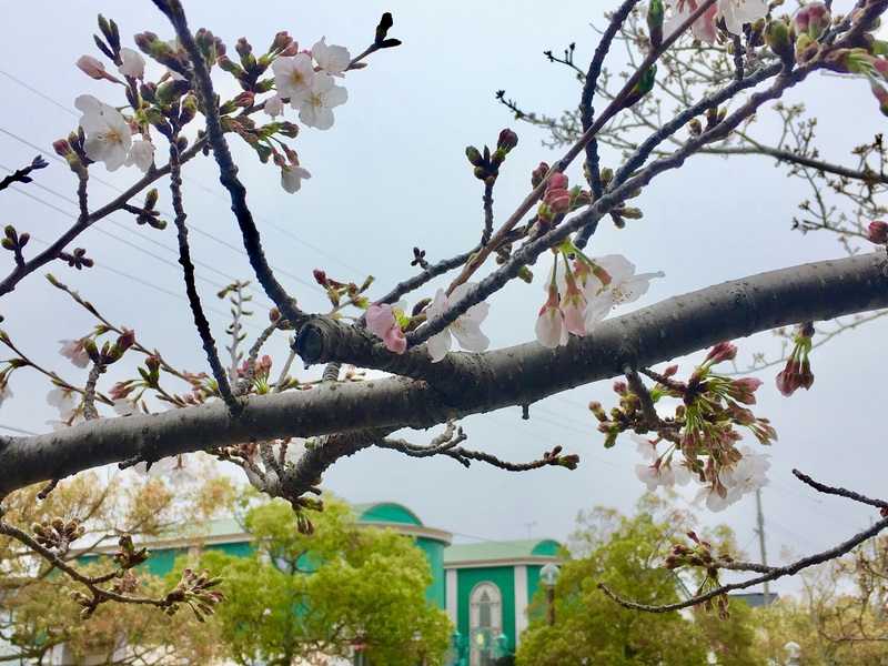 ◆香りの公園の桜◆