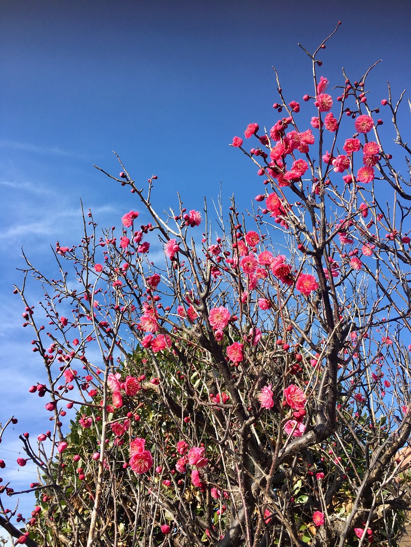 ◆梅の花が咲きました◆