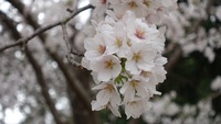 お花見ドライブ2日目！ 2022/03/29 16:46:57