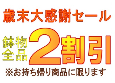 30日・31日は鉢物全品2割引きセール！
