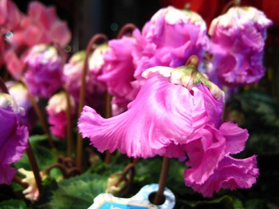 『冬のお花見』いかがですか？