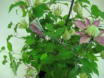 早くも初夏の花～クレマチス入荷！～