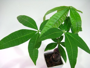激レア！縁結びの木再入荷