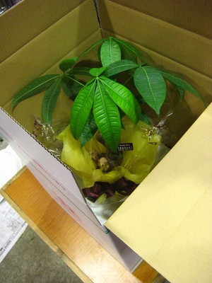 縁結びの木、福岡へ！