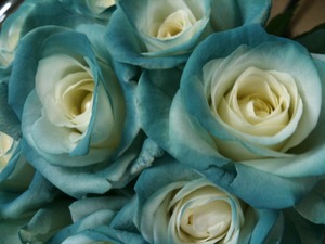 大好評！温度で色が変わる薔薇！！