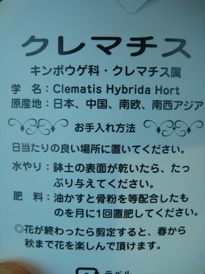 【母の日情報】八重テッセン（クレマチス）ベルオブウォーキング
