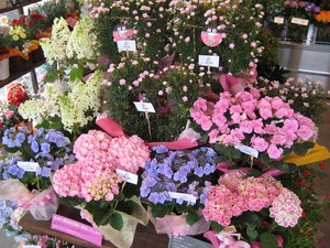 現在の店内～母の日に向けて準備万端～
