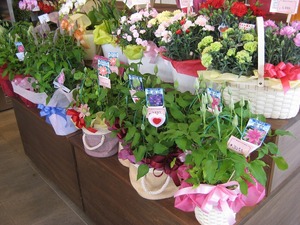 現在の店内～母の日に向けて準備万端～