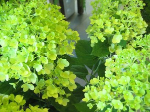 美麗！ピラミッドアジサイ入荷