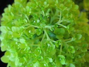 美麗！ピラミッドアジサイ入荷