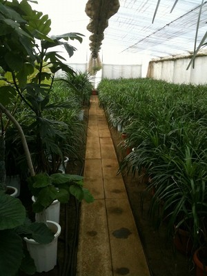 観葉植物のハウスにて
