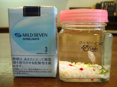 花屋でお魚売ってます。。