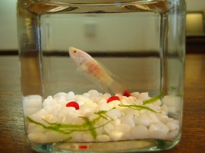 花屋でお魚売ってます。。
