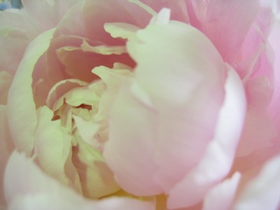 スタンド花に入れた芍薬があまりにもキレイで・・・