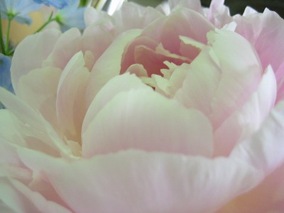 スタンド花に入れた芍薬があまりにもキレイで・・・