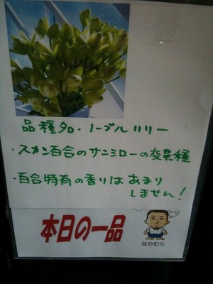 花仲卸スタッフ「けいご」イチ押し！八重ユリ　ノーブルリリー