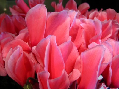 『冬のお花見』いかがですか？