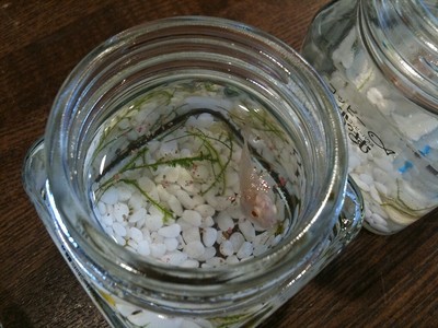 ばにーちゃん、お食事中。