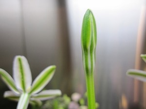 かわいいお花たち～ミラービフローラ～
