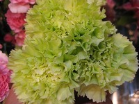 可愛いお花たち！from 値札のある花屋。