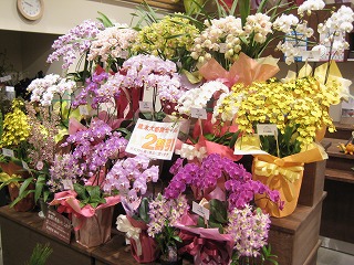 30日・31日は鉢物全品2割引きセール！