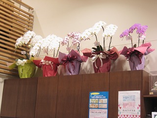 30日・31日は鉢物全品2割引きセール！