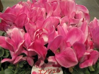 シクラメン　エンジェルウイング入荷！