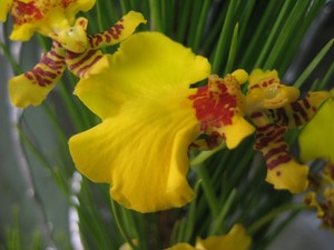 お正月用組花好評販売中！～さんじの店～