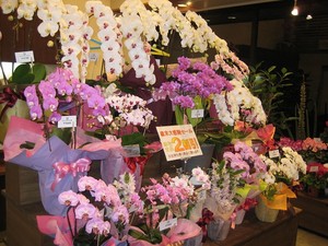 緊急企画！鉢物全品2割引！！