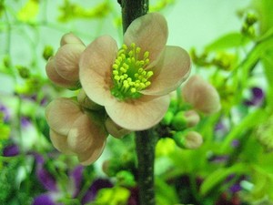 豪華なお祝アレンジ